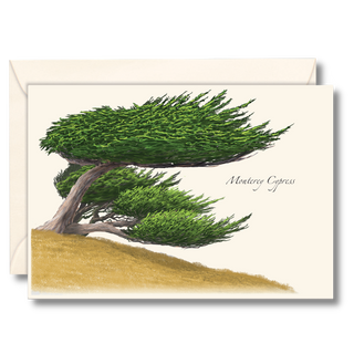 Monterey Cypress image 0