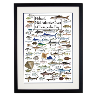 Fishes of the Mid-Atlantic Coast & Chesapeake - Poster - Double matted black frame image
