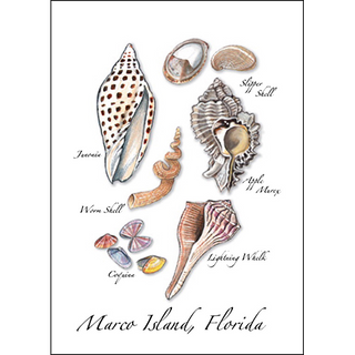 Junonia Assortment image 0
