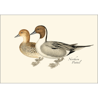 Duck Assortment image 2