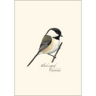 Black-capped Chickadee image 1
