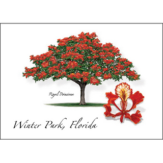 Poinciana image 0