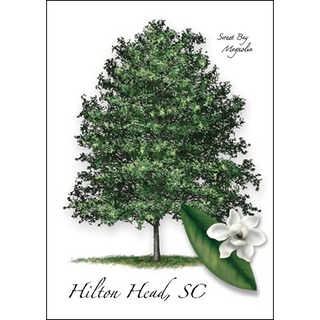 Sweet Bay Magnolia image 0