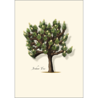 Joshua Tree image 1