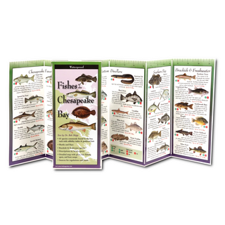 Fishes of the Chesapeake Bay image 1
