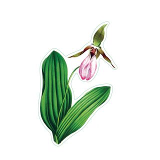 Lady Slipper image 1