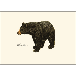 Black Bear image 1