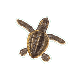 Loggerhead Hatchling image 1