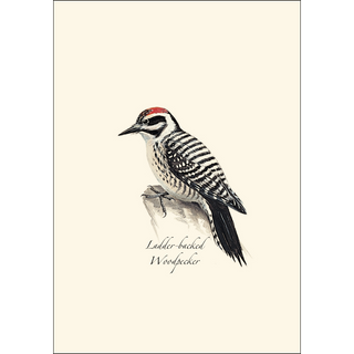 Peterson W. Woodpecker  Assortment image 4