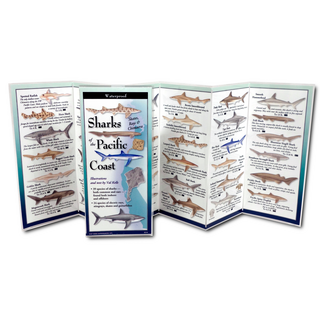 Sharks, Skates, Rays & Chimaera of the Pacific Coast image 1