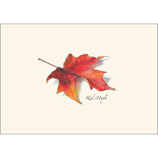 Maple Leaf Assortment II image 2