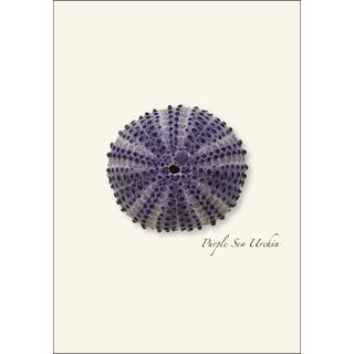 Sea Urchin Assortment image 3