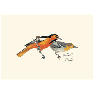 Peterson Western Bird  Assortment image 3