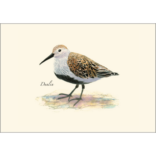 Shorebird II Assortment image 4