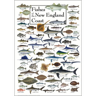 Fishes of the New England Coast - Poster image 0
