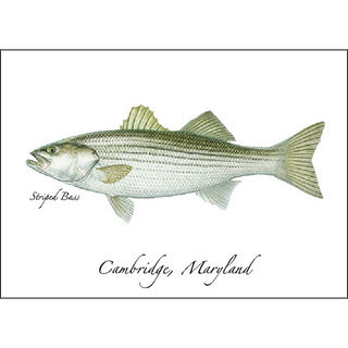Striped Bass image 0