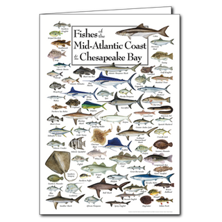 Fishes of the Mid-Atlantic Coast and Chesapeake Bay - Poster Card image 0