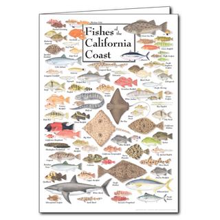 Fishes of the California Coast - Poster Card image 0