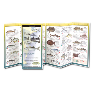 Fishes of the Mid-Atlantic Coast image 1