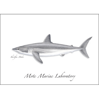 Shortfin Mako image 0