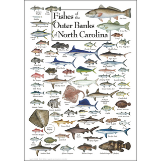 Fishes of the Outer Banks - Poster - Unframed - Ships in a sturdy mailing tube image