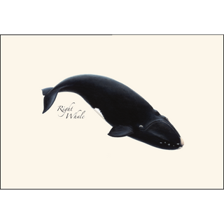 Whale Assortment image 2