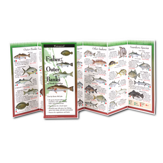 Fishes of the Outer Banks of North Carolina image 1