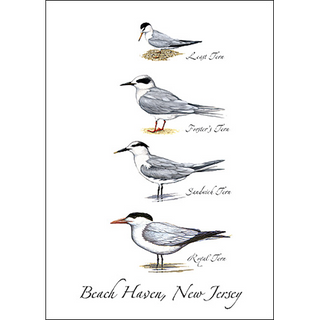 Four Terns image 0
