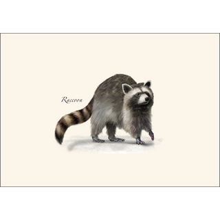 Small Mammal Assortment image 2