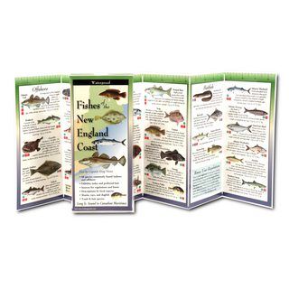 Fishes of the New England Coast image 1