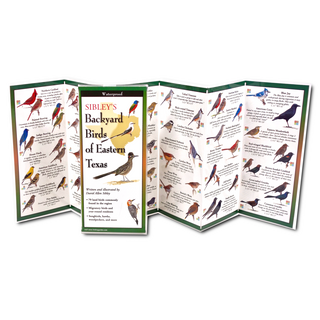 Sibley's Backyard Birds of Eastern Texas image 1