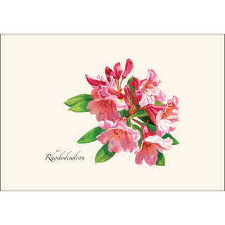 Rhododendron image 1