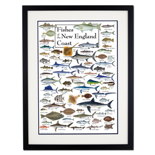 Fishes of the New England Coast - Poster - Double matted black frame image