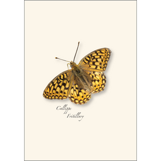 Western Butterfly Assortment I image 2