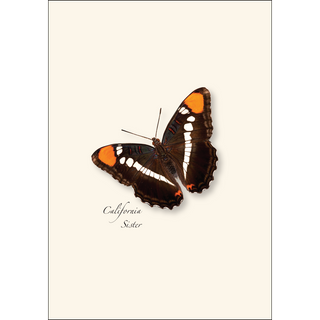 Western Butterfly Assortment I image 4