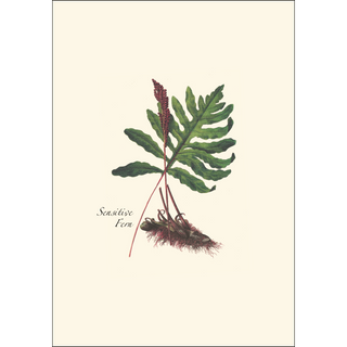 Fern Assortment image 2