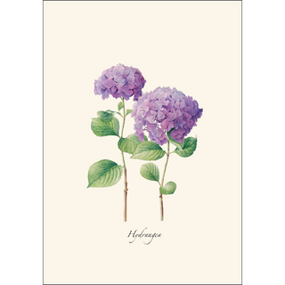 Hydrangea II image 1