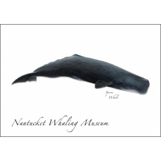 Sperm Whale image 0