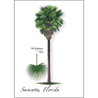 Washingtonia Palm image 0