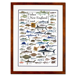 Fishes of the New England Coast - Poster - Double matted honey frame image