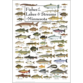 Fishes of the Lakes & Streams of Minnesota - Poster - Unframed - Ships in a sturdy mailing tube image