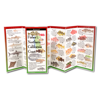 Fishes of the Northern & Central California Coast image 1