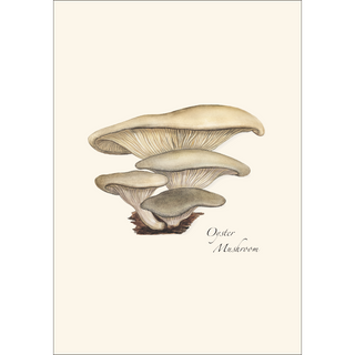 Edible Mushroom Assortment image 4