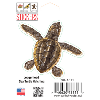 Loggerhead Hatchling image 0