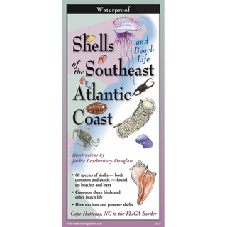 Shells and Beach Life of the Southeast Atlantic Coast image 0