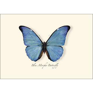 Blue Morpho Butterfly image 1