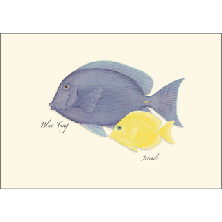 Reef Fish Assortment image 2