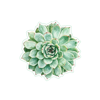 Succulent image 1