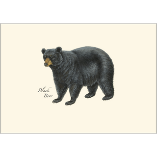 Mammal Assortment image 3