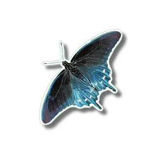 Pipevine Swallowtail Butterfly image 0